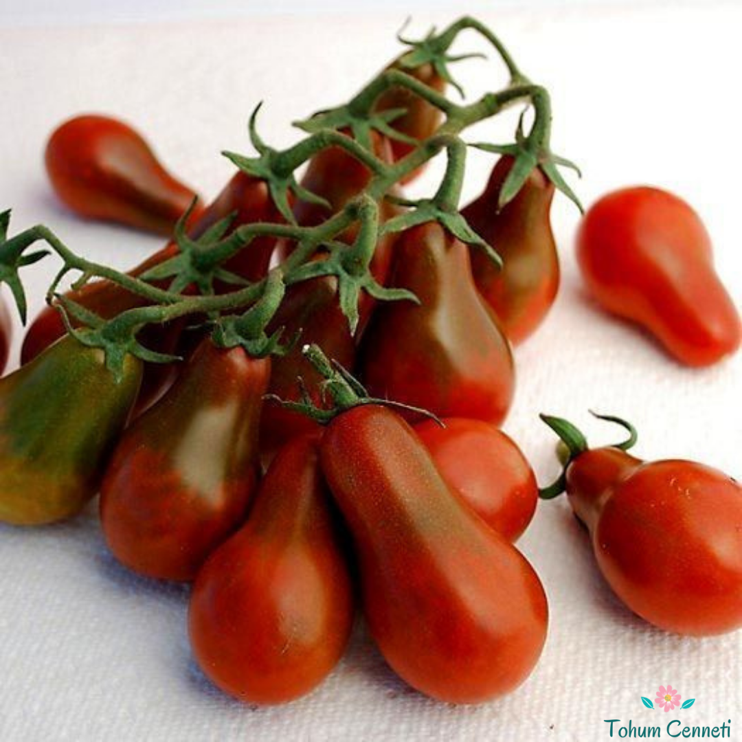 Siyah Armut Domates Tohumu (10 Tohum)