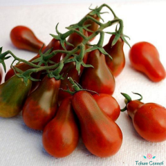 Siyah Armut Domates Tohumu (10 Tohum)