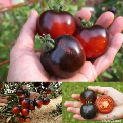 İndigo Rose Domates Tohumu (10 Tohum)