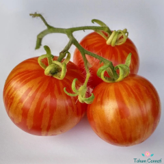 Kırmızı Zebra Valencia Domates Tohumu (10 Tohum)