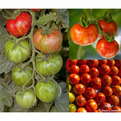 Kırmızı Zebra Valencia Domates Tohumu (10 Tohum)