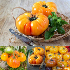 Ananas Domates Tohumu (10 Tohum)