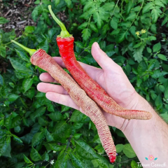 Acı Arnavut Biberi Tohumu (10 Tohum)