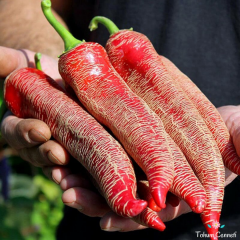 Acı Arnavut Biberi Tohumu (10 Tohum)