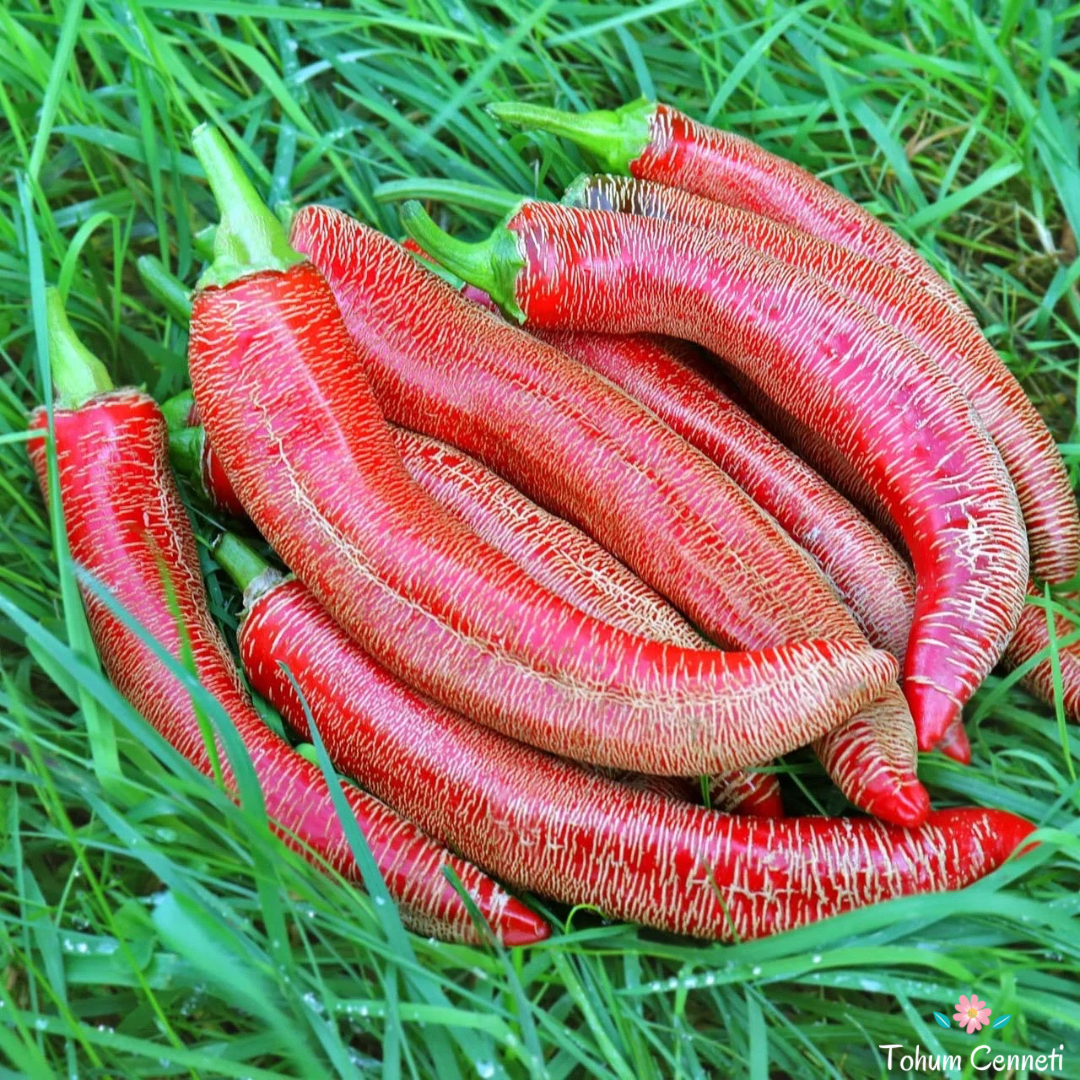 Acı Arnavut Biberi Tohumu (10 Tohum)