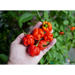 Trinidad Morugo Akrep Biber Tohumu (5 Tohum)