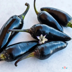 Siyah Macar Tohumu (10 Tohum)