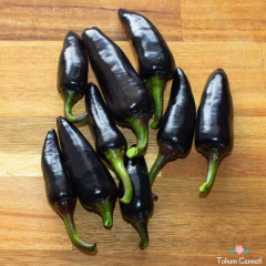 Siyah Macar Tohumu (10 Tohum)