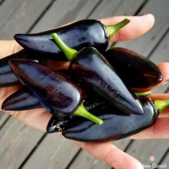 Siyah Macar Biber Tohumu (10 Tohum)