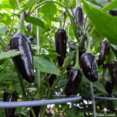 Siyah Macar Tohumu (10 Tohum)