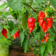 Kırmızı Çok Acı Bhut Jolokia Biber Tohumu (5 Tohum)