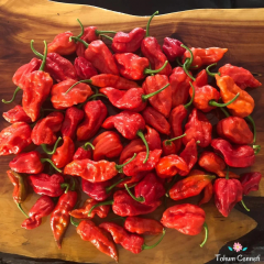 Kırmızı Çok Acı Bhut Jolokia Biber Tohumu (5 Tohum)