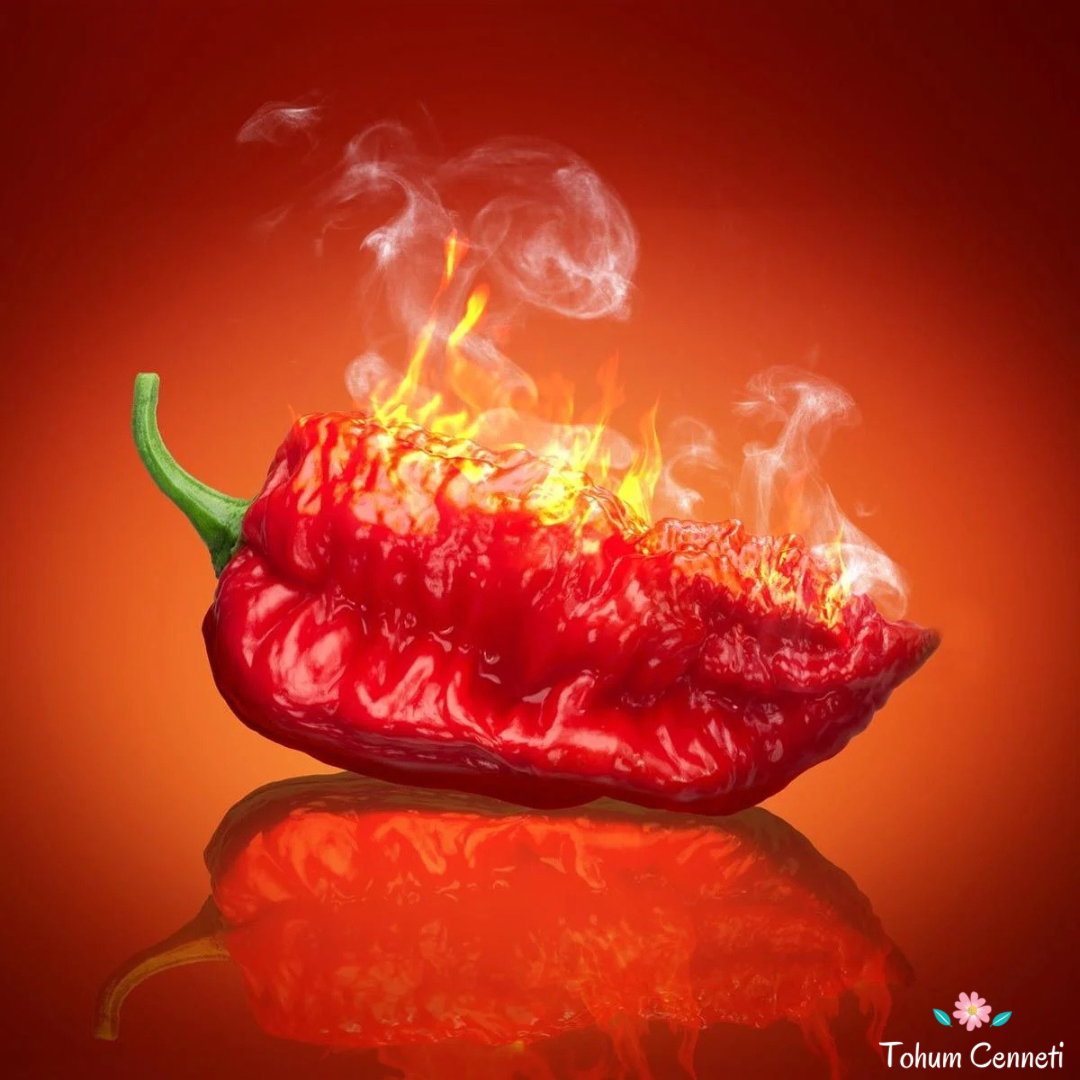 Kırmızı Çok Acı Bhut Jolokia Biber Tohumu (5 Tohum)