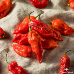 Kırmızı Çok Acı Bhut Jolokia Biber Tohumu (5 Tohum)