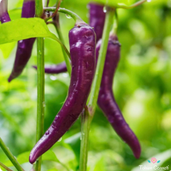 Mor Acı Biber Tohumu (10 Tohum)