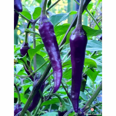 Mor Acı Biber Tohumu (10 Tohum)