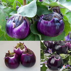 Prosperosa Patlıcan Tohumu (10 Tohum)