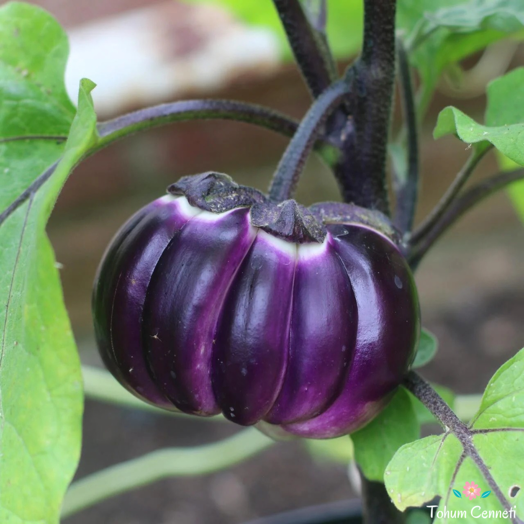 Prosperosa Patlıcan Tohumu (10 Tohum)