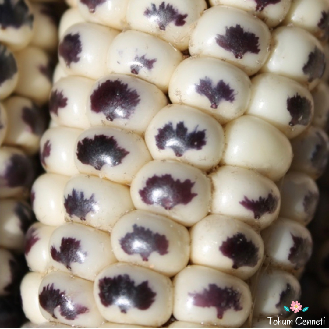 Benenkli Cudu Mısır Tohumu (10 Tohum)