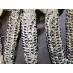 Benenkli Cudu Mısır Tohumu (10 Tohum)