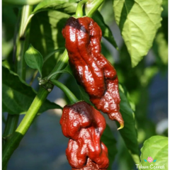 Kahverengi Bhut Jolokia Biber Tohumu (5 Tohum)