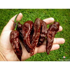 Kahverengi Bhut Jolokia Biber Tohumu (10 Tohum)