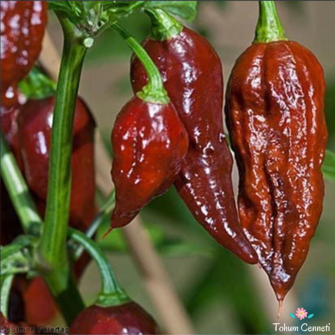 Kahverengi Bhut Jolokia Biber Tohumu (5 Tohum)