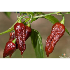Kahverengi Bhut Jolokia Biber Tohumu (10 Tohum)